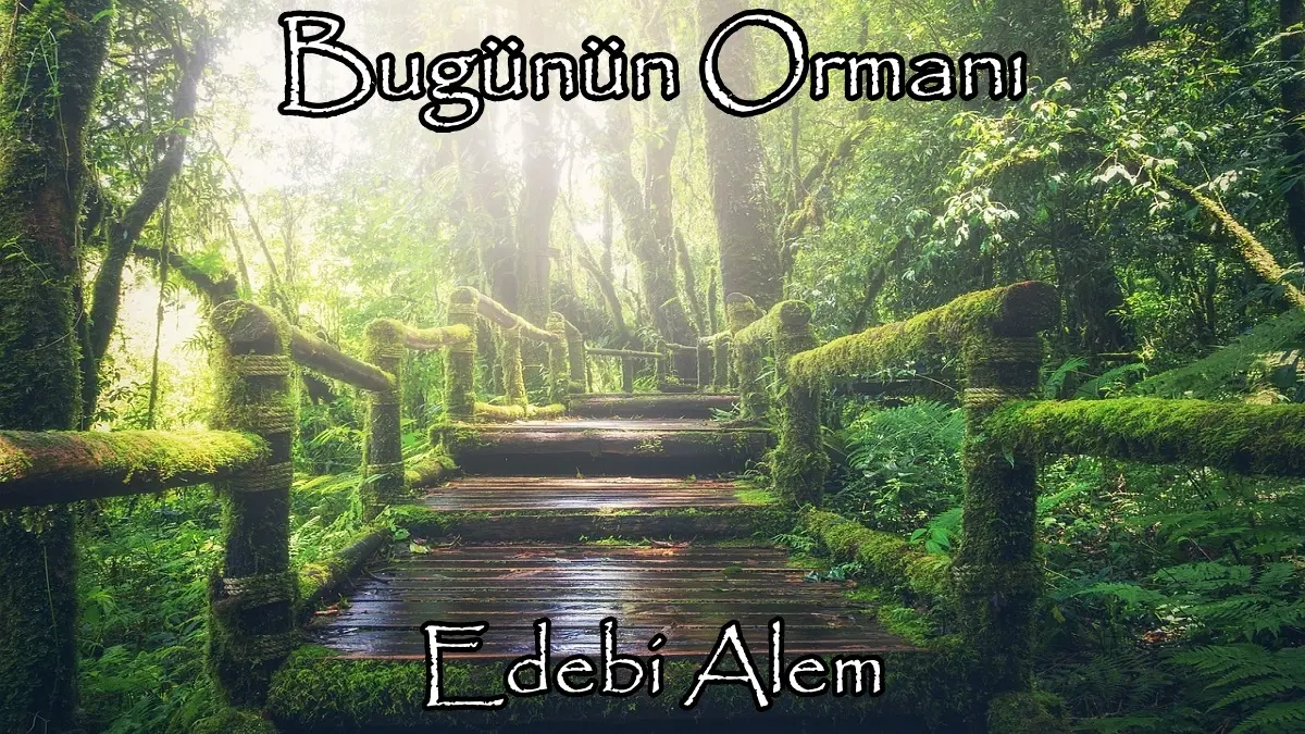 Bugünün Ormanı